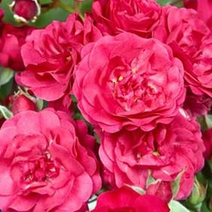 Vrtnica brez vonja - Roza - Gärtnerfreude ® - 